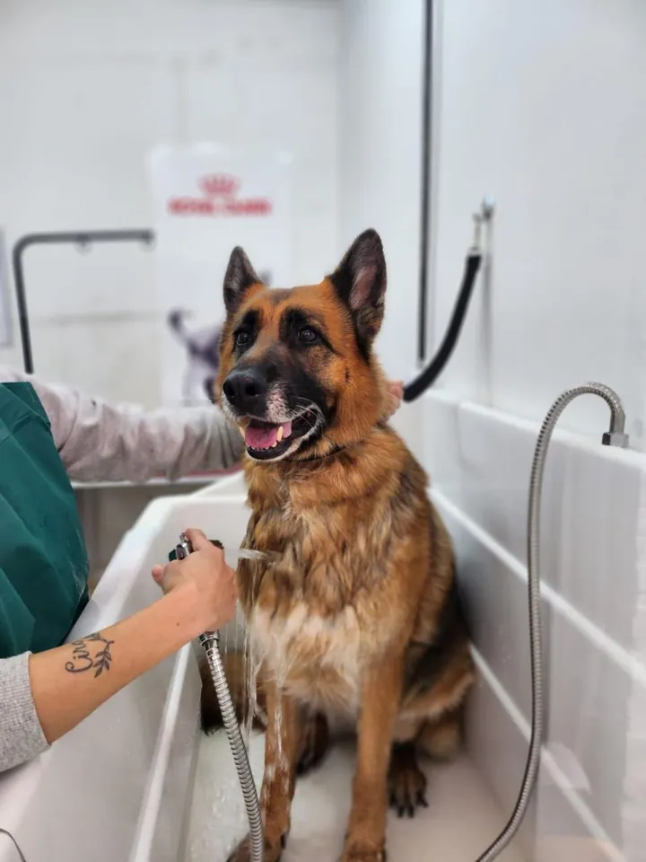Pastor alemán durante su baño en Patitas