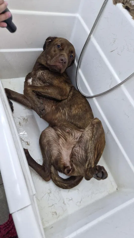 Cliente relajado durante su baño en Patitas
