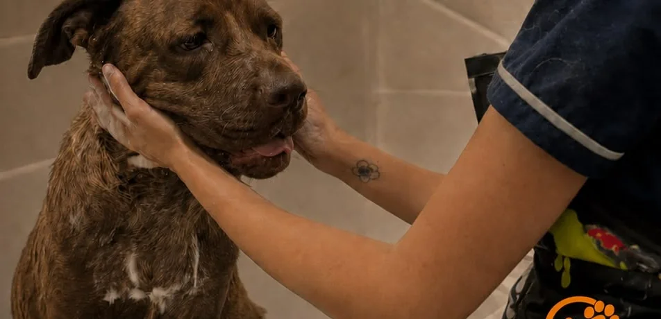 Atención real en la peluquería canina de Patitas